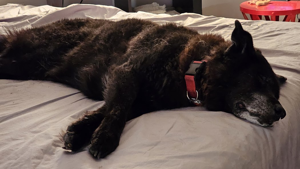 Elroy napping at the lakehouse